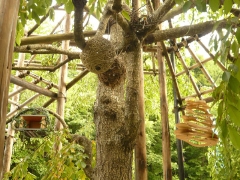 校内の木に不思議な巣が出現